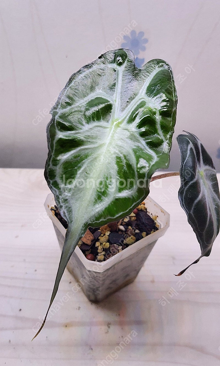 옐로우히메,베놈,화이트민트히메,무늬히메,풀민트히메,실버클라우드 등등 여러 희귀식물 분양해요--2